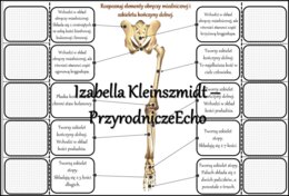 Notatka okienkowa/stacja zadaniowe/notatka interaktywna/notatka graficzna/karta pracy/sketchnotka „Szkielet obręczy i kończyn”, „Szkielet obręczy”, „Szkielet kończyn” w pdf. „Szkielet kończyn”. Biologia 7, dział „Aparat ruchu”. Materiał wykonany na podst