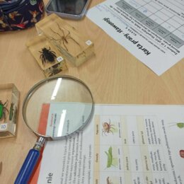 Karta pracy - stawonogi