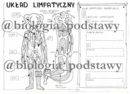 Klasa 7 - Układ limfatyczny - karta pracy