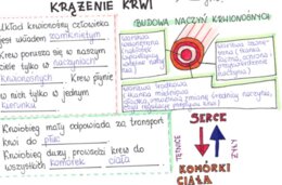 Krążenie krwi (sketchnotka)