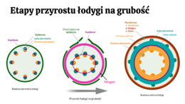 Anatomia roślin - KLASA 2 ROZSZERZENIE