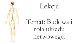 Klasa 7 - Budowa i rola układu nerwowego - prezentacja