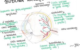 Budowa oka (sketchnotka)