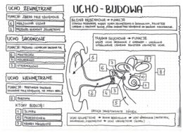 Budowa ucha - klasa 7 - uzupełniona notatka