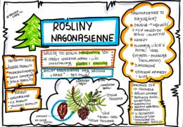 Klasa 5. Biologia. Nagonasienne (karta pracy kolorowa)