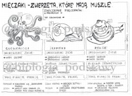 Klasa 6 - Mięczaki - sketchnotka