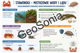 Stawonogi   biologia klasa 6 sketchnotka