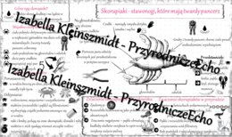 Sketchnotka - notatka „Skorupiaki - stawonogi, które mają twardy pancerz” wykonana w power point do edycji. Biologia 6; „Stawonogi i mięczaki”
