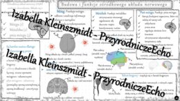 Sketchnotka - notatka „Ośrodkowy układ nerwowy” wykonana w power point do edycji. Biologia 7; „Regulacja nerwowo-hormonalna”