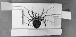 Pajęczaki - okienkowa notatka