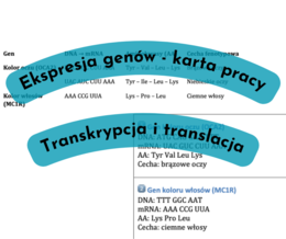 Ekspresja genów - transkrypcja, translacja. Karta genów - portret genetyczny.
