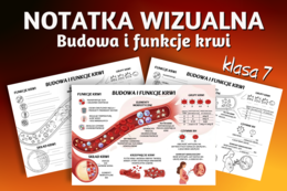 BUDOWA I FUNKCJE KRWI - sketchnotka, notatka wizualna, graficzna - klasa 7, biologia, Puls Życia