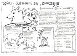 Ssaki - klasa 6 - sketchnotka cz.3