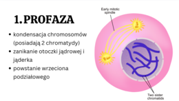 Komórka - podstawowa jednostka życia 1 KLASA ROZSZERZENIE BIOLOGIA
