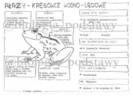 Klasa 6 - Płazy - sketchnotka