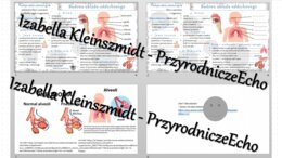 Minizestaw na temat „Budowa i rola układu oddechowego” – sketchnotka + karta pracy w power point + gratisowy link do prezentacji multimedialnej niekomercyjnej wykonanej w genial.ly do indywidualnego pobrania i użycia do celów niekomercyjnych. Biologia 7,