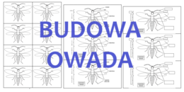 BUDOWA OWADA