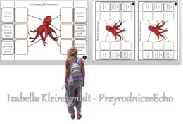 Notatka okienkowa „Budowa ośmiornicy”, „Mięczaki – zwierzęta, które mają miękkie ciało”. Biologia 6 „Stawonogi i mięczaki”.