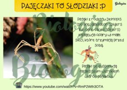 Pajęczaki to słodziaki :)