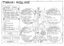 Klasa 5 - Tkanki roślinne - sketchnotka