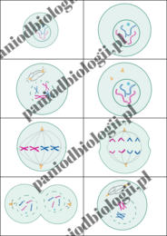 Fiszki - cykl komórkowy, mitoza, mejoza