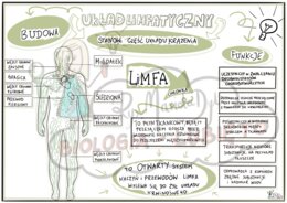 Klasa 7. Układ limfatyczny. Notatka wizualna.