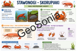Skorupiaki biologia klasa 6 sketchnotka