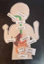Budowa układów narządów człowieka – układanki do zalaminowania. Przyroda 4 / Biologia 7. Układy narządów człowieka. Przyroda 4, „Odkrywamy tajemnice ciała człowieka”.