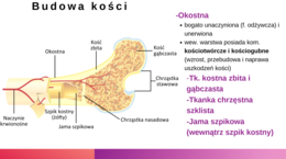 Układ ruchu KLASA 3 ROZSZERZENIE BIOLOGIA