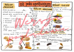 Na polu uprawnym - przyroda kl. 4