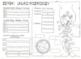 Żeński układ rozrodczy - klasa 7 - KP