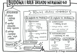 Klasa 7. Biologia. Budowa i rola układu nerwowego