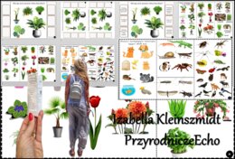 Książeczka/karta pracy/wklejka/stacje zadaniowe/notatka okienkowa. Temat „Rośliny i zwierzęta wokół nas” w pdf. Przyroda 4, dział „Poznajemy świat organizmów”. Nowość 2024/2025.