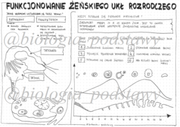 Klasa 7 - Funkcjonowanie żeńskiego układu rozrodczego - sketchnotka