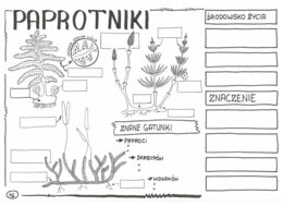 Paprotniki - klasa 5 - KP