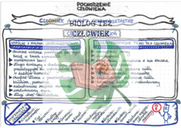 EWOLUCJONIZM (pochodzenie człowieka) - kolor