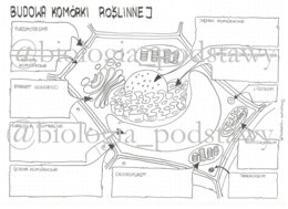 Klasa 5 - Budowa komórki roślinnej - karta pracy