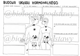 Klasa 7 - Budowa układu hormonalnego KP - sketchnotka