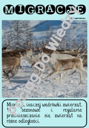 Zima - Wszystko o reniferach