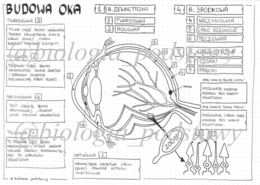 Oko - klasa 7 - sketchnotka
