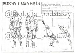Klasa 7 - Budowa i rola mięśni - KP