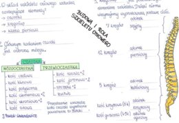 Rola i budowa szkieletu osiowego - część 1 - sketchnotka