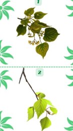 Szybkie rączki - drzewa liściaste