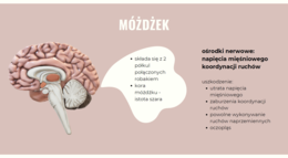 Ośrodkowy układ nerwowy 3 KLASA ROZSZERZENIE BIOLOGIA