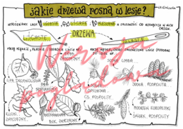 Jakie drzewa rosną w lesie? -przyroda kl. 4 -wypełniona karta pracy