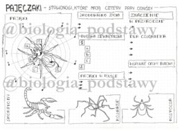 Klasa 6 - Pajęczaki - karta pracy