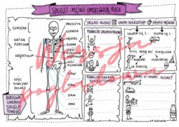 Szkielet i mięśnie umożliwiają ruch -przyroda kl. 4