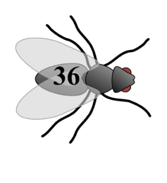 Matematyczne polowanie na muchy – gra matematyczna