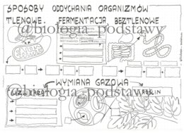 Klasa 5 - Sposoby oddychania organizmów - sketchnotka