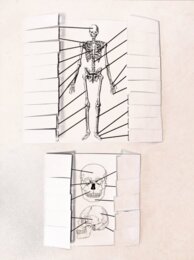 Kości człowieka - okienkowa notatka